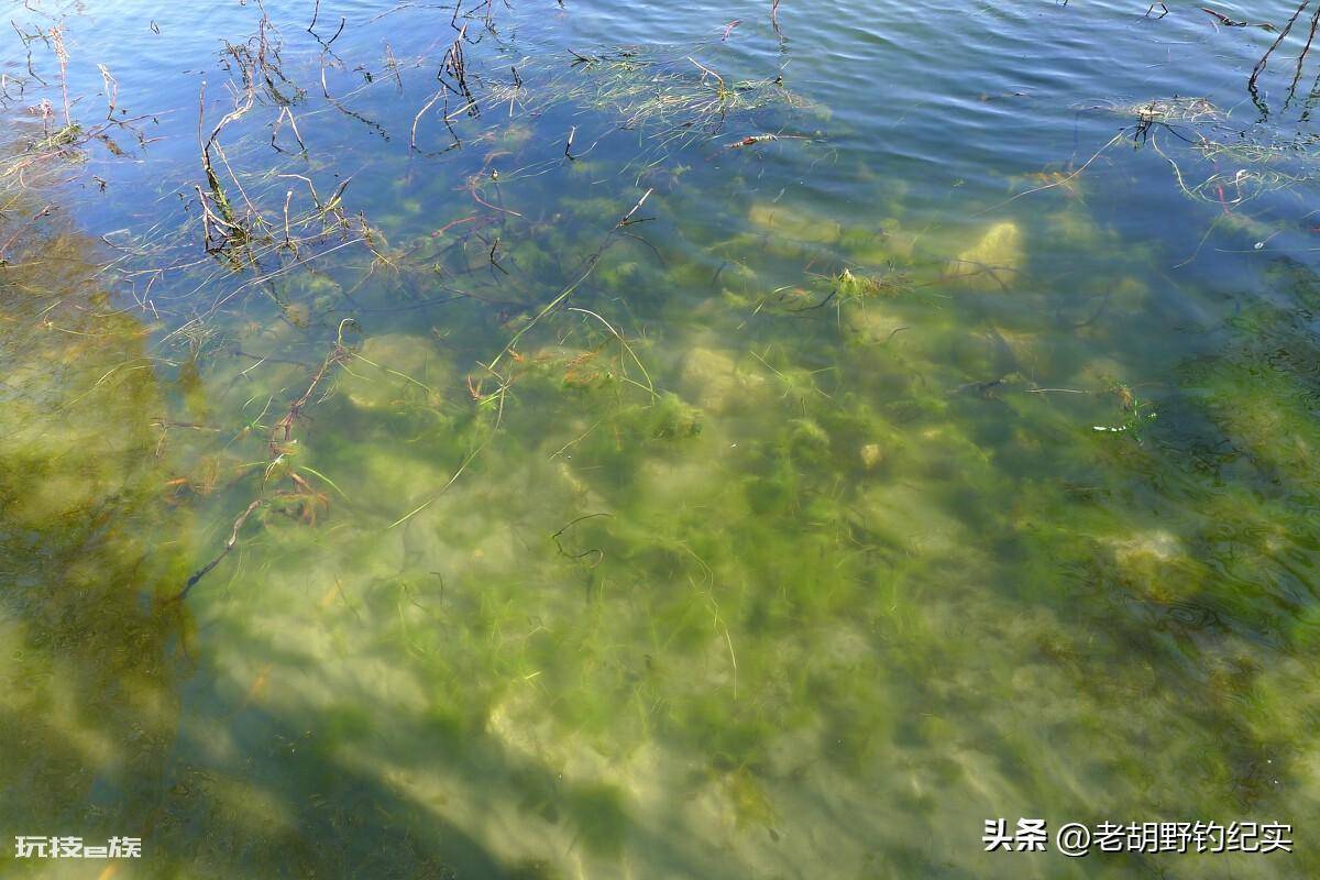 顶漂不中鱼什么原因(为什么会出现浮漂上顶却不中鱼的情况)-图片5